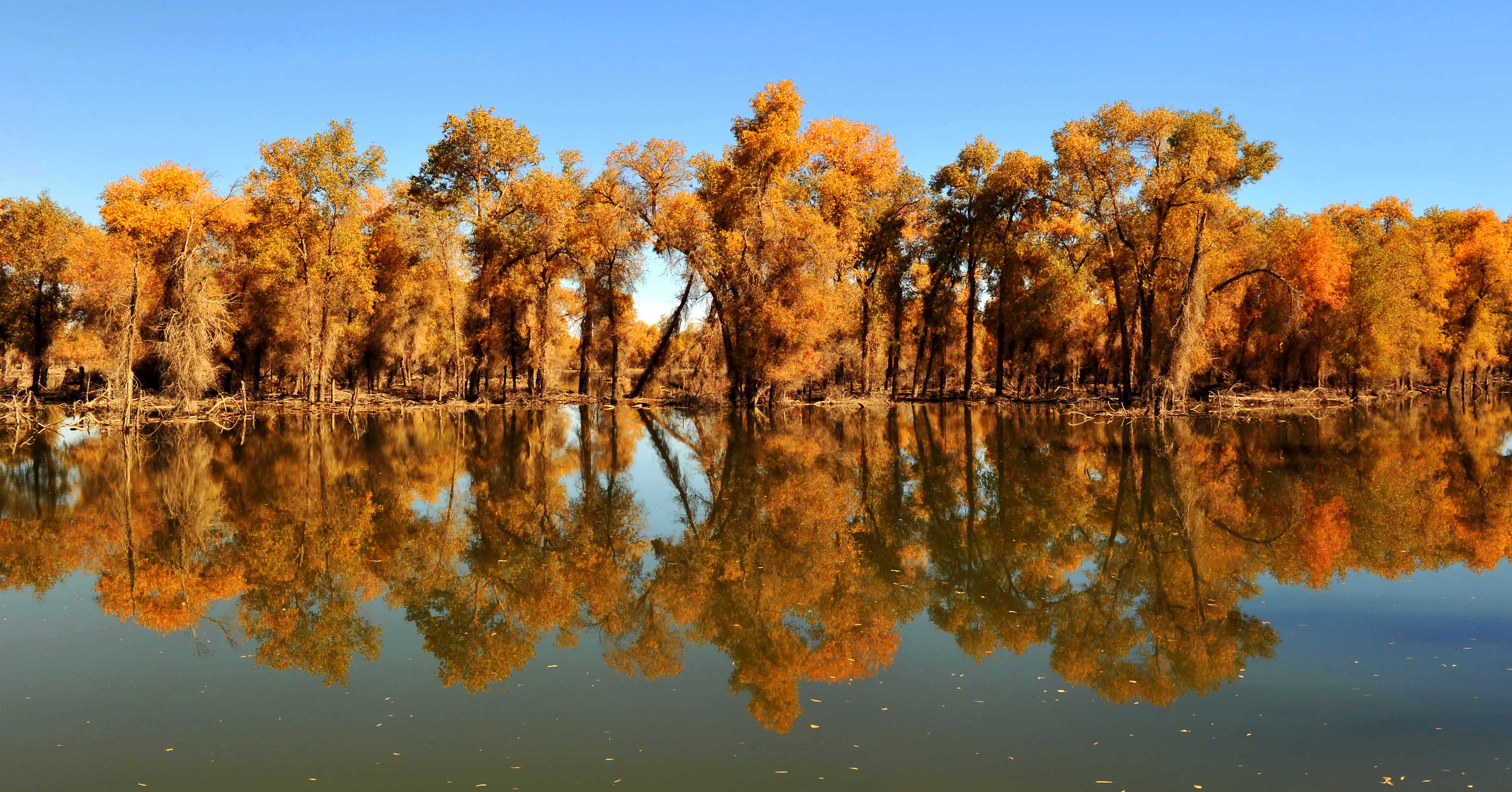 包含甘肃胡杨林景区天气怎么样的词条