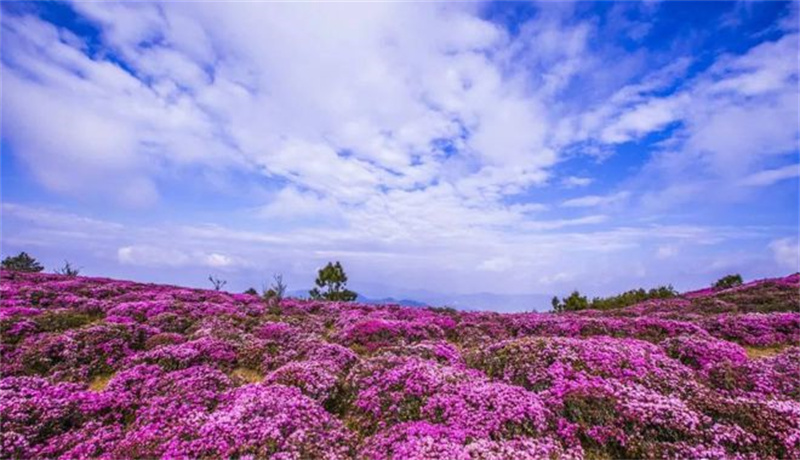 云南禄劝马鹿塘杜鹃花一日游0购物0车推含晚餐特别赠送乘坐摆渡车每