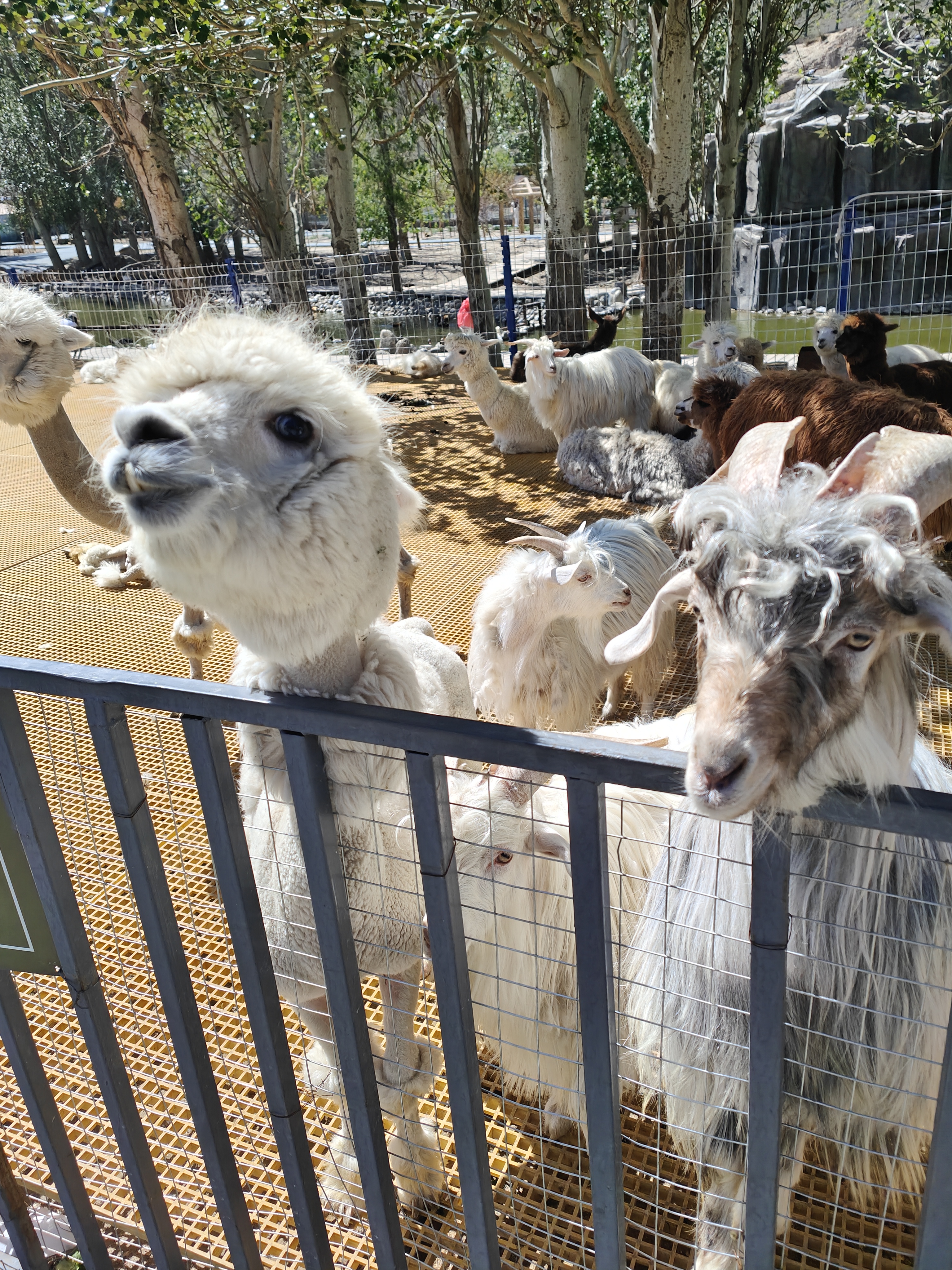 2-6人精致团·新疆天山野生动物园包拼车一日游(多套餐可选 上门接送