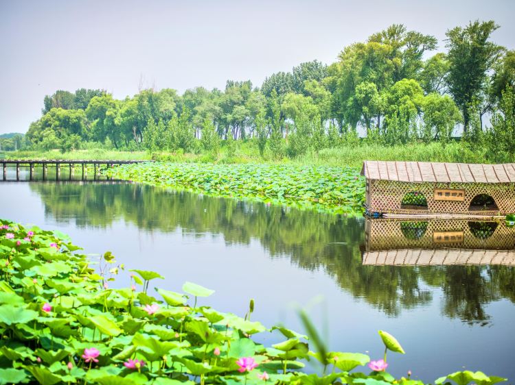 白洋淀是国家5a级旅游景区中国海河平原上zui大的湖泊,位于河北省保定