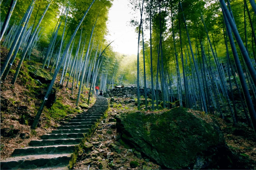 【提前2小时下单】 南昌梅岭竹海明珠风景区门票 (山连山 坡连坡 遍山