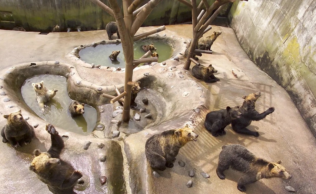 从登别温泉镇中心的索道站乘坐高速缆车上山认识登别熊公园可爱的居民