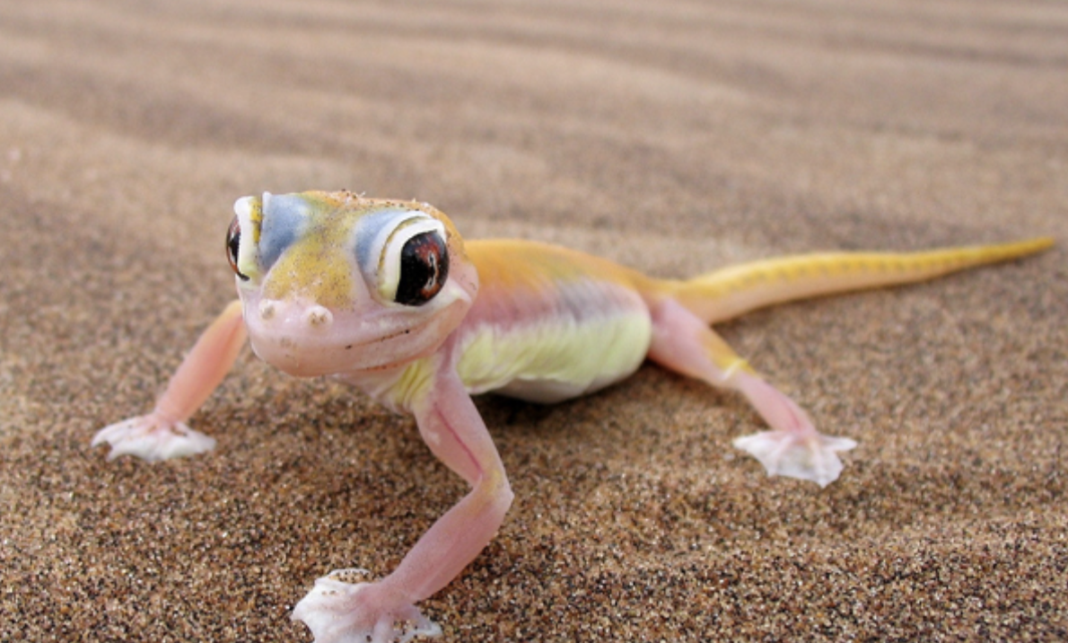 里找寻沙漠动物,大多数情况下都能找到沙漠阔趾虎这时可以沿沙丘漫步