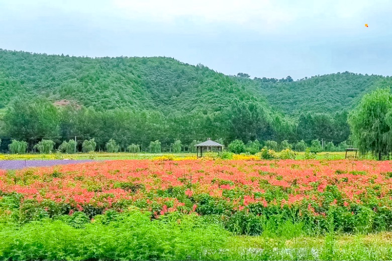北京密云人间花海一日游 赏花登山逛古村 休闲游,马蜂窝自由行 - 马