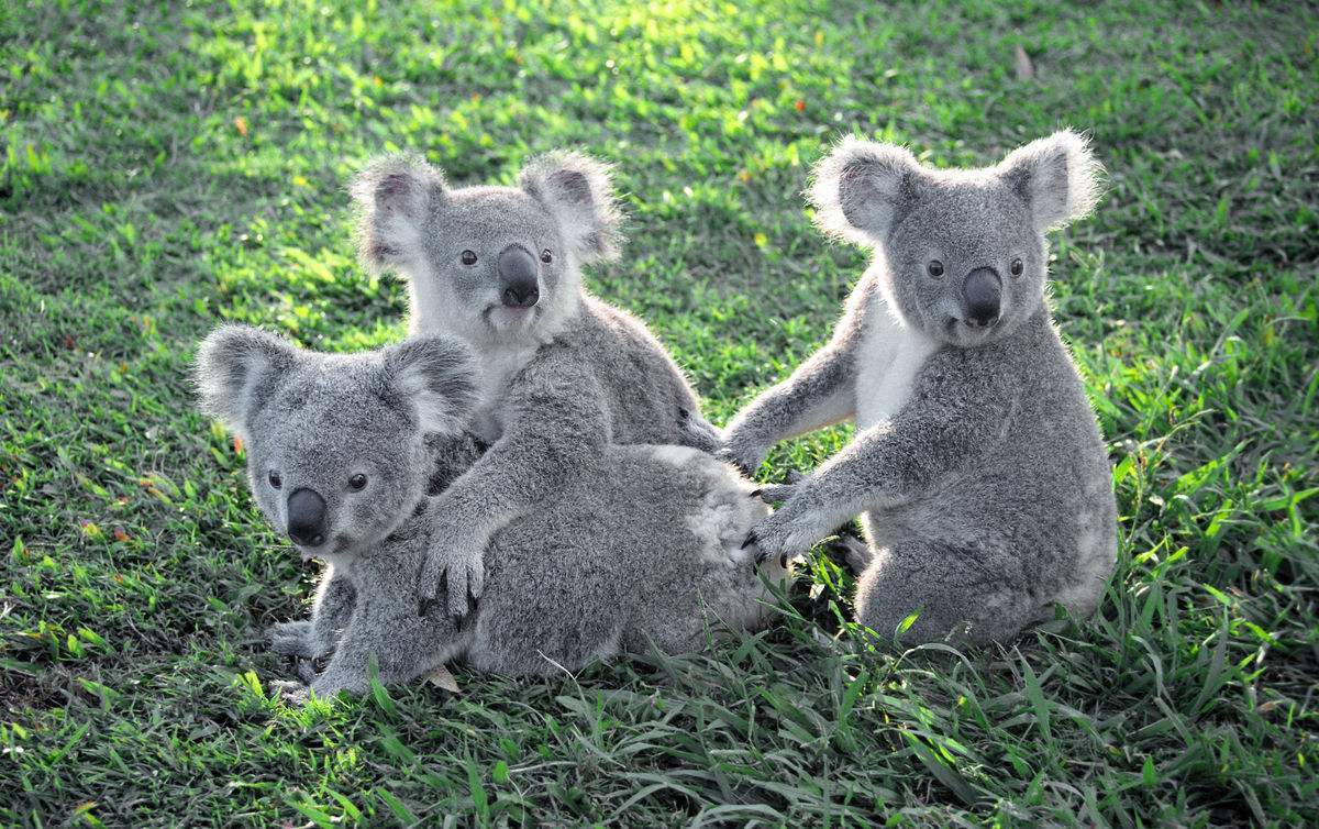 龙柏考拉动物园 (lone pine koala sanctuary)位于澳大利亚昆士兰州