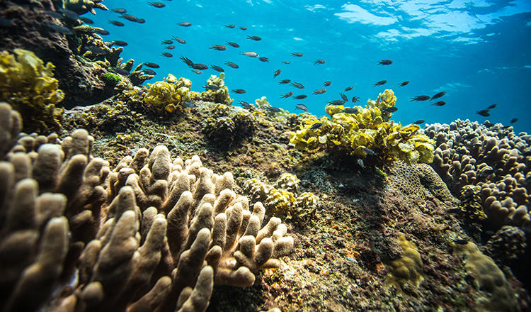 三亚蜈支洲岛珊瑚礁潜水热带鱼我们走
