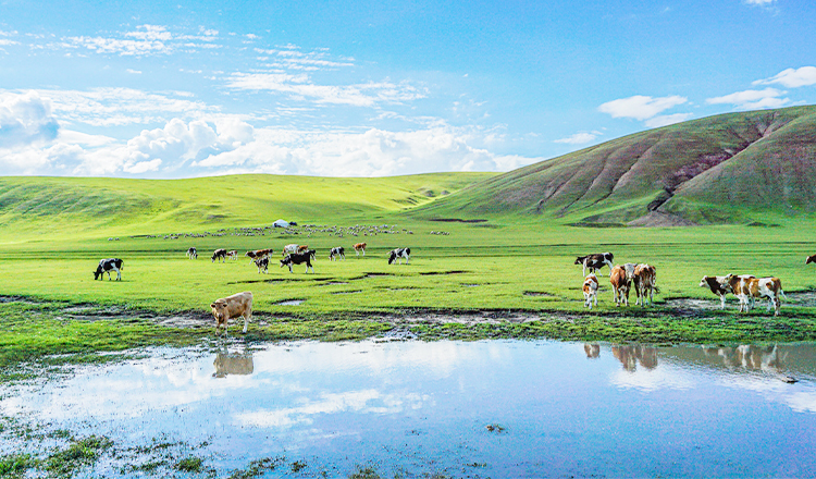 内蒙古旅游5日游呼伦贝尔大草原额尔古纳湿地俄罗斯民族乡白桦林景区