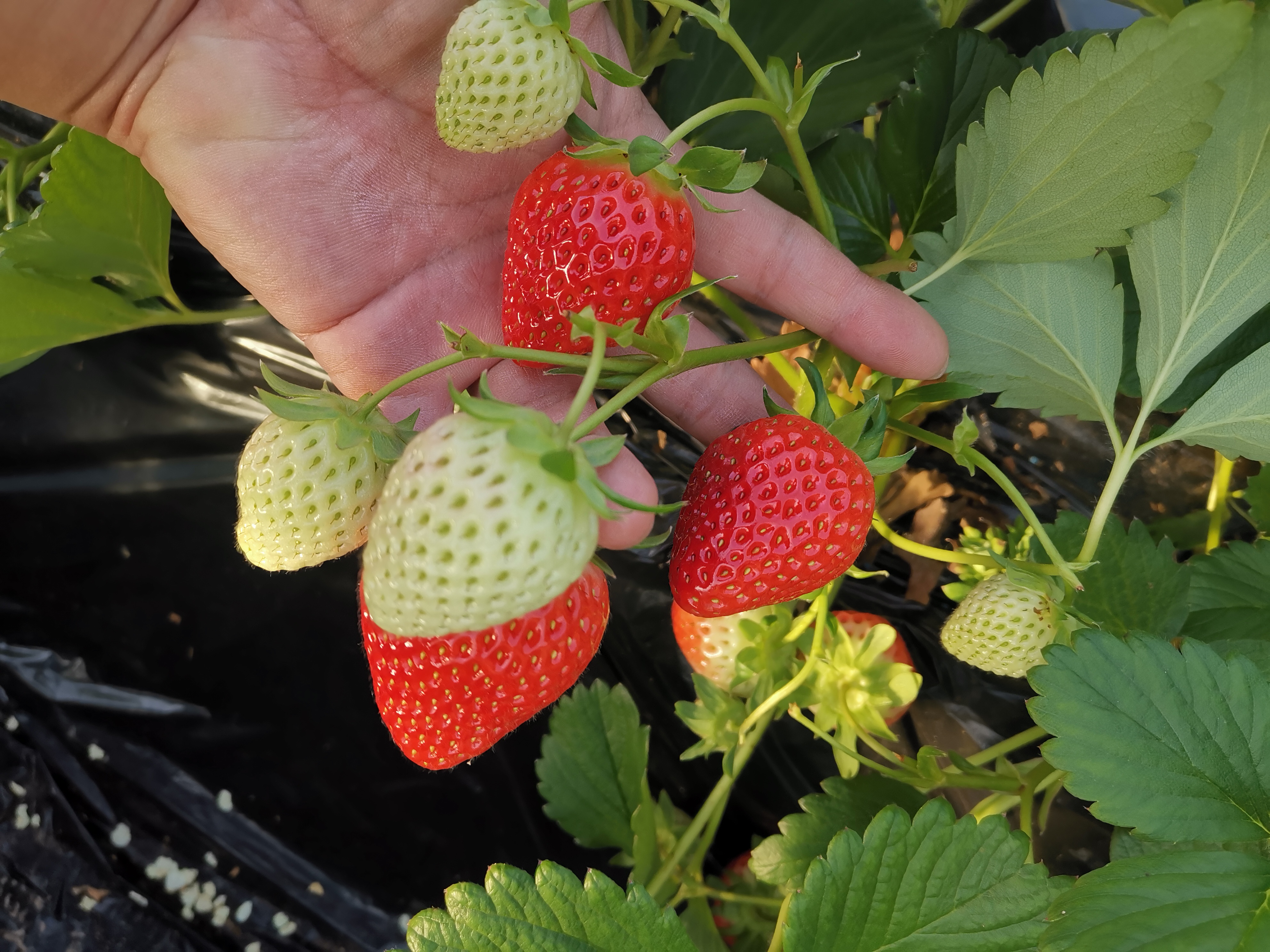 【测试商品·不要买】【昌平兴寿·草莓采摘】低至33元/斤无农药草莓