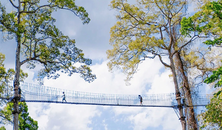 纯玩不进店·西双版纳望天树一日游(望天树空中走廊 东方亚马逊