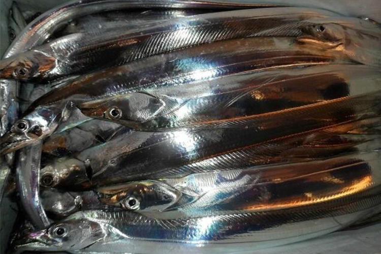 海钓银带鱼济州岛海钓体验当地渔民生活