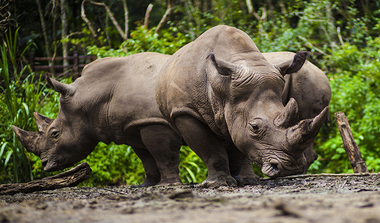 犀牛坪 茶马古道旅游景区深度一日游(多种行程可选 与小熊猫亲密接触