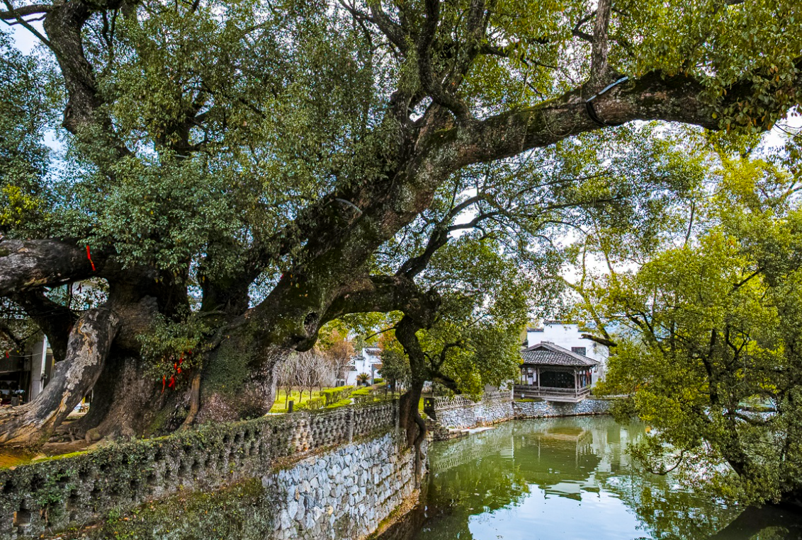 婺源旅游婺源北线纯玩一日游思溪延村卧龙谷彩虹桥严田纯玩无购物上门