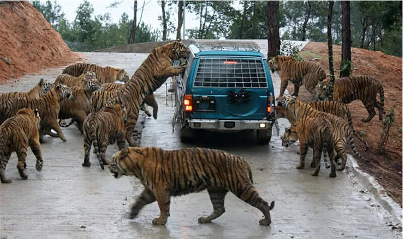 黄山虎林园景区门票 中国最具有生态特色的东北虎养殖基地