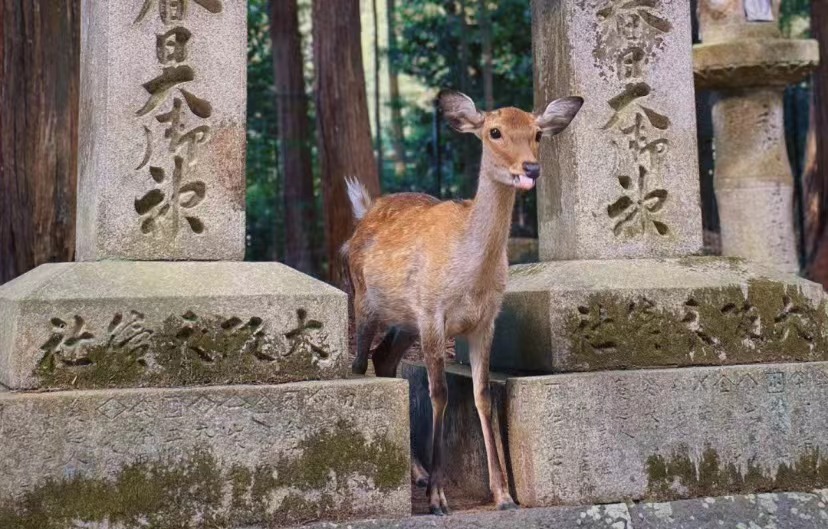id:12206589店铺精致温泉餐奈良神鹿国航正班机浅草寺￥4399~4599价格