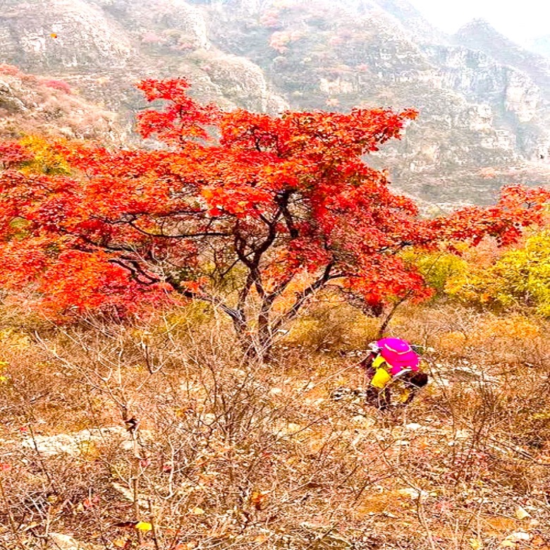 北京出发河北忘忧谷徒步一日游驴友喜爱的户外线路金家庄忘忧谷10公里
