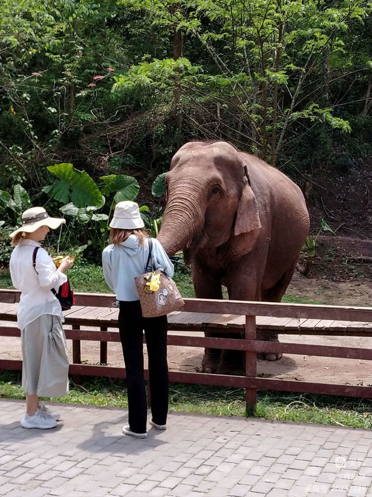 云南西双版纳 野象谷 森林公园一日游,马蜂窝自由行 - 马蜂窝自由行