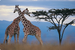 观野生动物狂野之旅长沙直飞肯尼亚10天7晚跟团游豪华酒店全程越野车