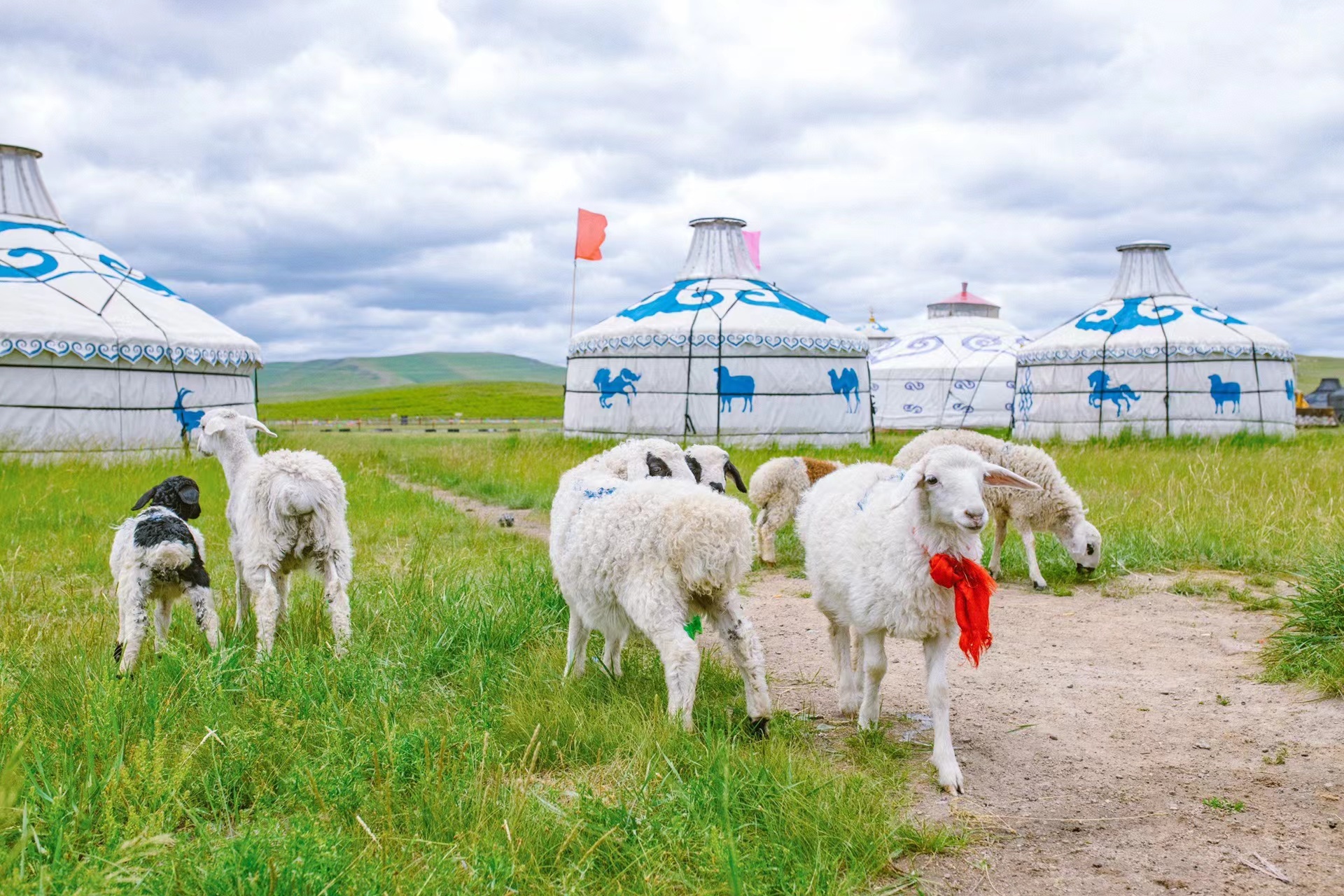 【2-8人精致拼车游】呼伦贝尔大草原6日游北线 海拉尔 额尔古纳 室韦