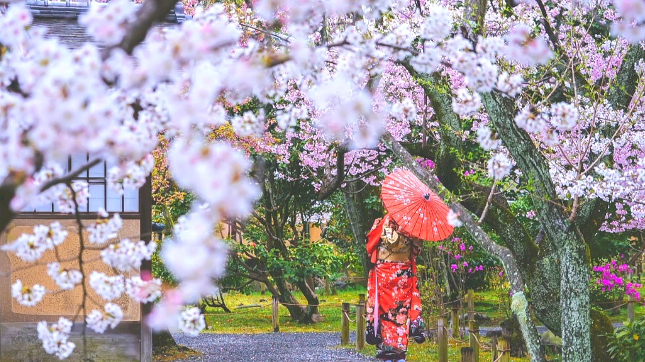 日本赏樱樱花季大阪京都出发京都岚山金阁寺清水寺一日游中文服务