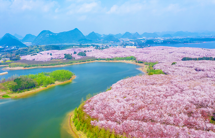 贵州平坝樱花纯玩一日游樱花大赏贵阳周边游浪漫之旅