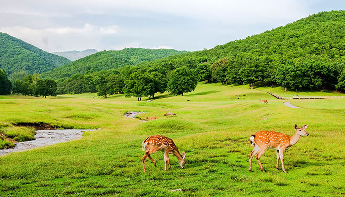 伊春金山屯金山鹿苑电子门票直接验证入园