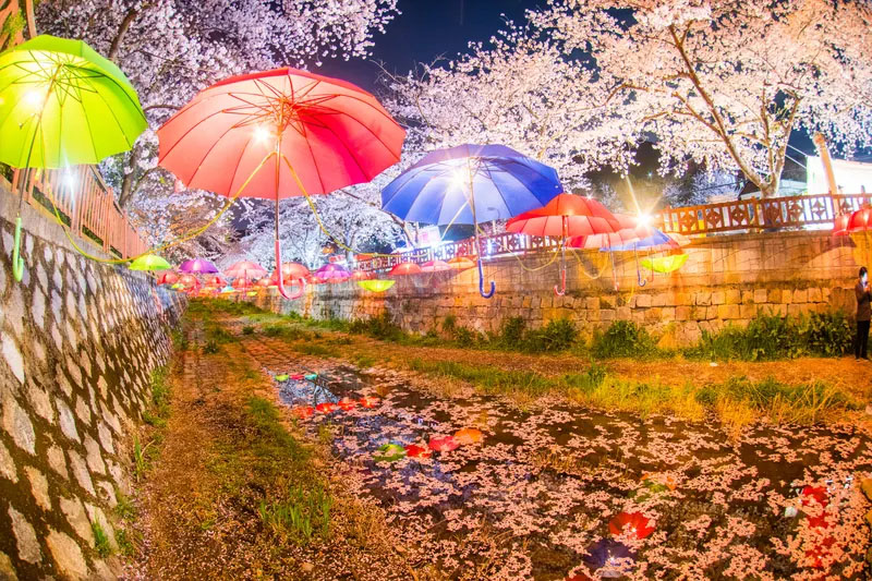 镇海军港节赏樱一日游釜山出发樱花节yeojwa流庆和站木槿花列车