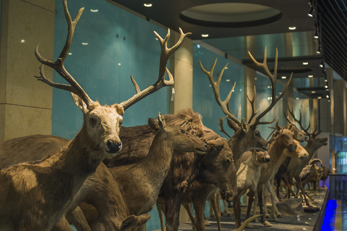 国家动物博物馆代预约门票(各大平台强烈推荐的周末遛娃好去处 藏品