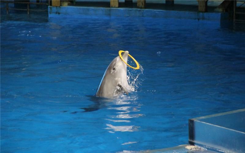 可掬的企鹅,毛绒绒的北极熊,北极狼,海豹,海象,海狮,海狗等极地动物