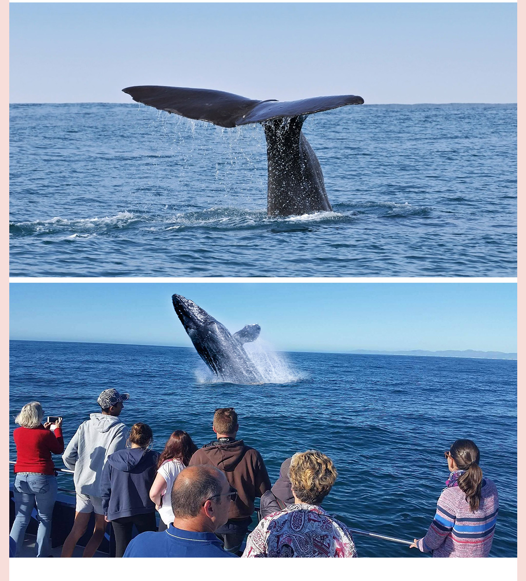 新西兰旅游 凯库拉观鲸 whale watch kaikoura马蜂窝自由行 