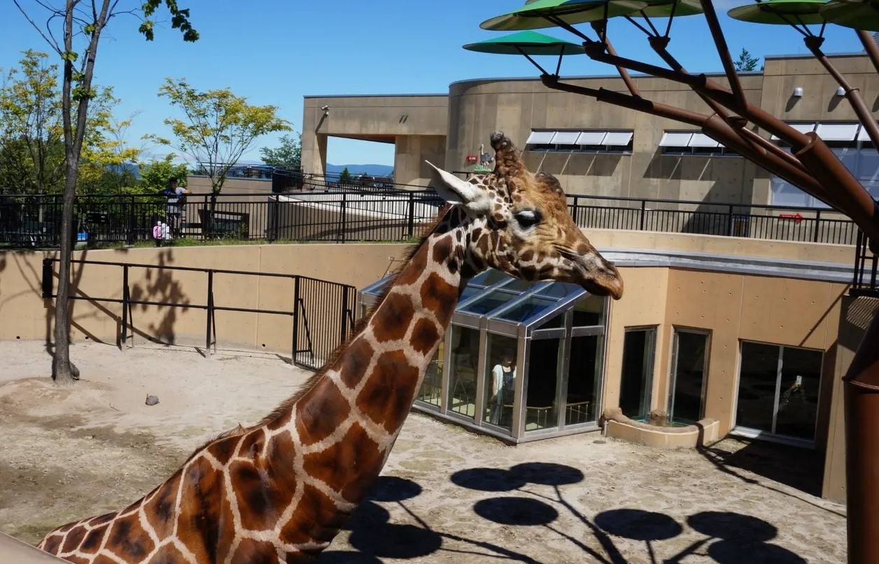 北海道旭山动物园门票可选成人儿童票季节性活动丰富观赏招牌动物小