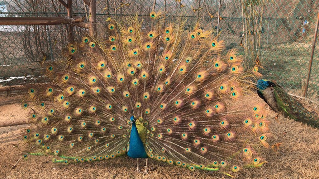 蜥蜴,七彩山鸡,花脸鸭,鸳鸯,白腹锦鸡,红腹锦鸡,鸵鸟,斗鸡,火鸡,鹦鹉