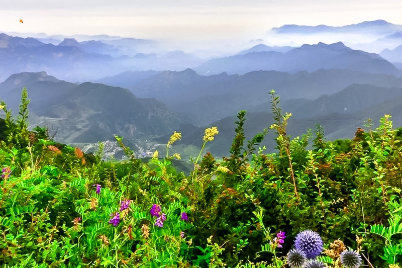 京郊门头沟百花山漫山鲜花无边草甸长长栈道缭绕云雾休闲登山摄影一