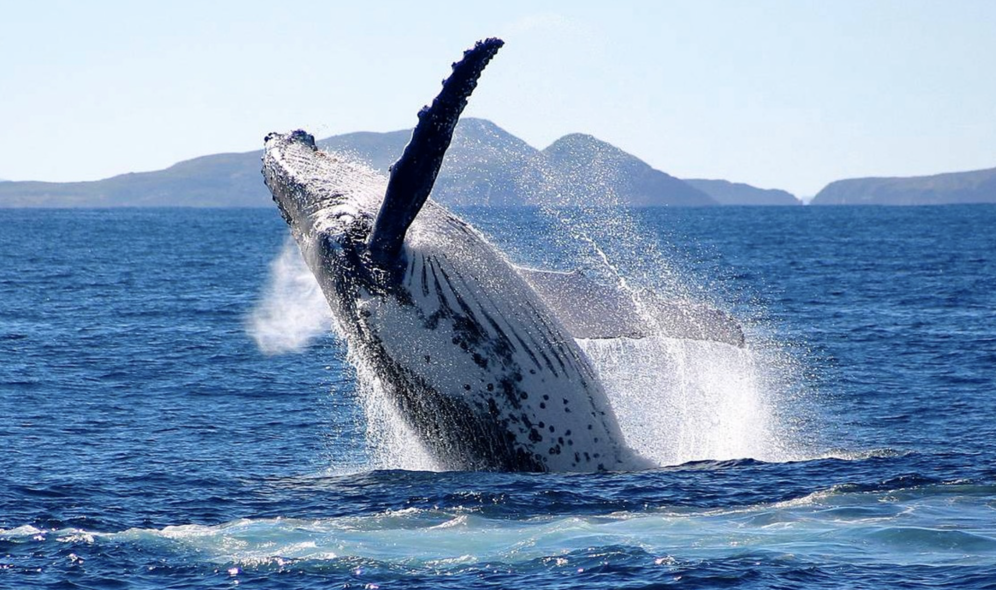 纳米比亚大西洋鲸湾半天出海活动观海豚鲸鱼海豹品新鲜生蚝干白大餐