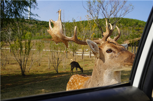 江苏 徐州九顶山野生动物园 电子门票,马蜂窝自由行 - 马蜂窝自由行