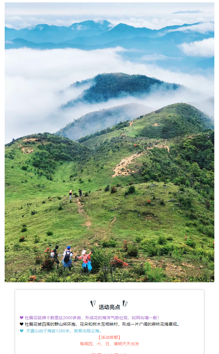 周四-六-日出发～【高山杜鹃·天露山一日游】 天露山万亩高山杜鹃惊