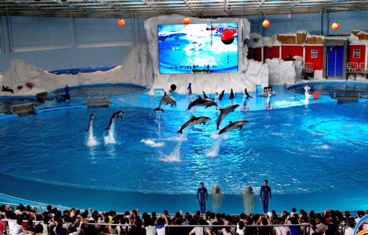 武汉海昌极地海洋世界门票(随买随用),马蜂窝自由行 - 马蜂窝自由行