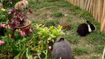 都江堰万达城开心动物城门票