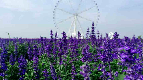 常德柳叶湖摩天轮门票