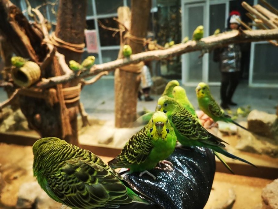 青岛自然之城kakazoo室内动物园门票青岛首家全生态室内动物园近距离