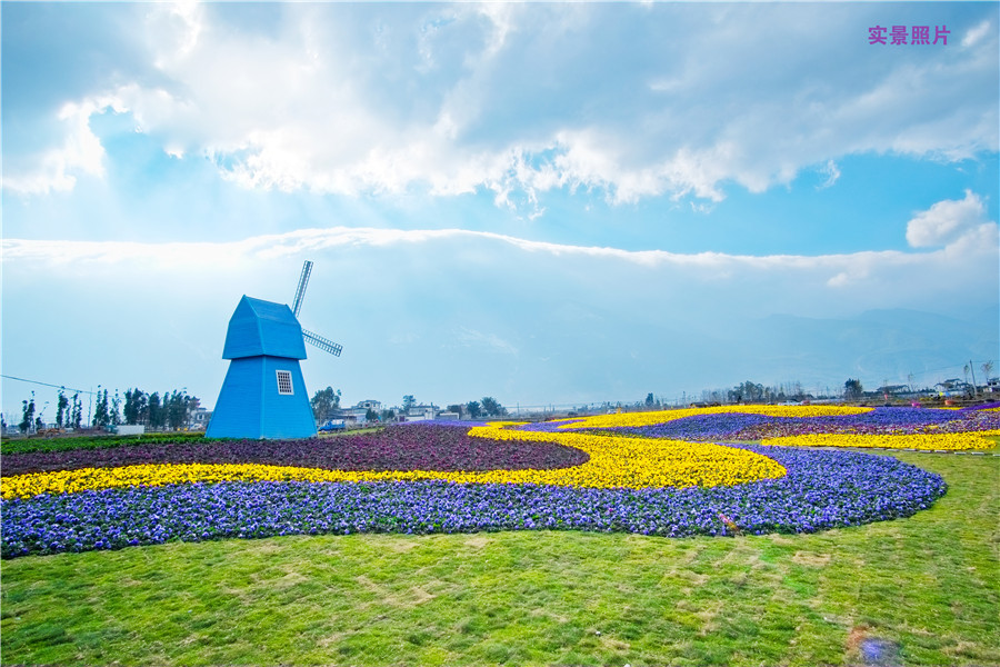 大理云海芳草千亩花卉博览园大理风花雪月赏花云海芳草