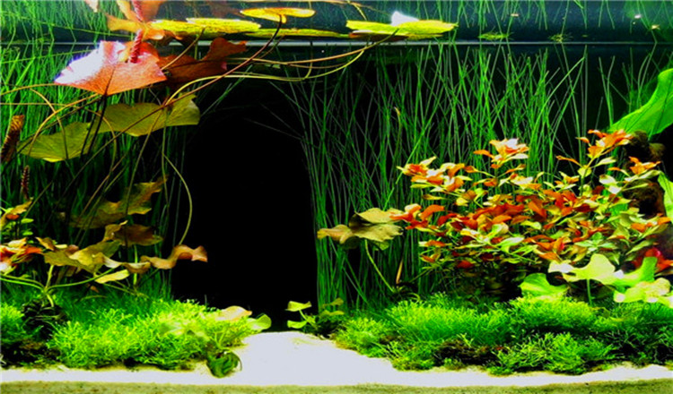 安徽合肥丛林探索馆景区丛林探索馆电子票当天可订免排队闪电入园