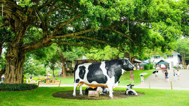 台湾苗粟飞牛牧场大门票含飞牛白布丁新鲜牛乳一杯