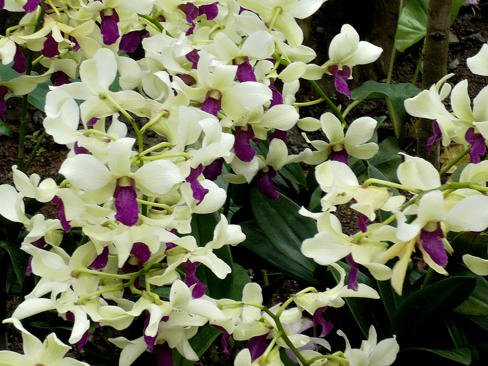 三亚兰花大世界门票热带兰花主题公园