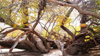 岳普湖千年柳树王门票