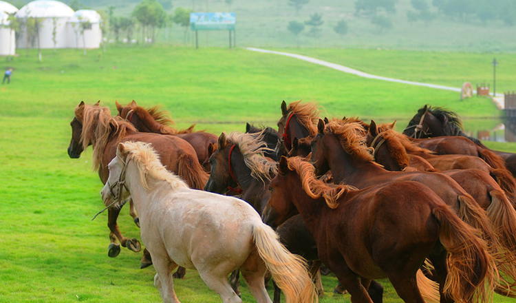 湖北武汉木兰草原景区门票提前一天预订未使用全额退