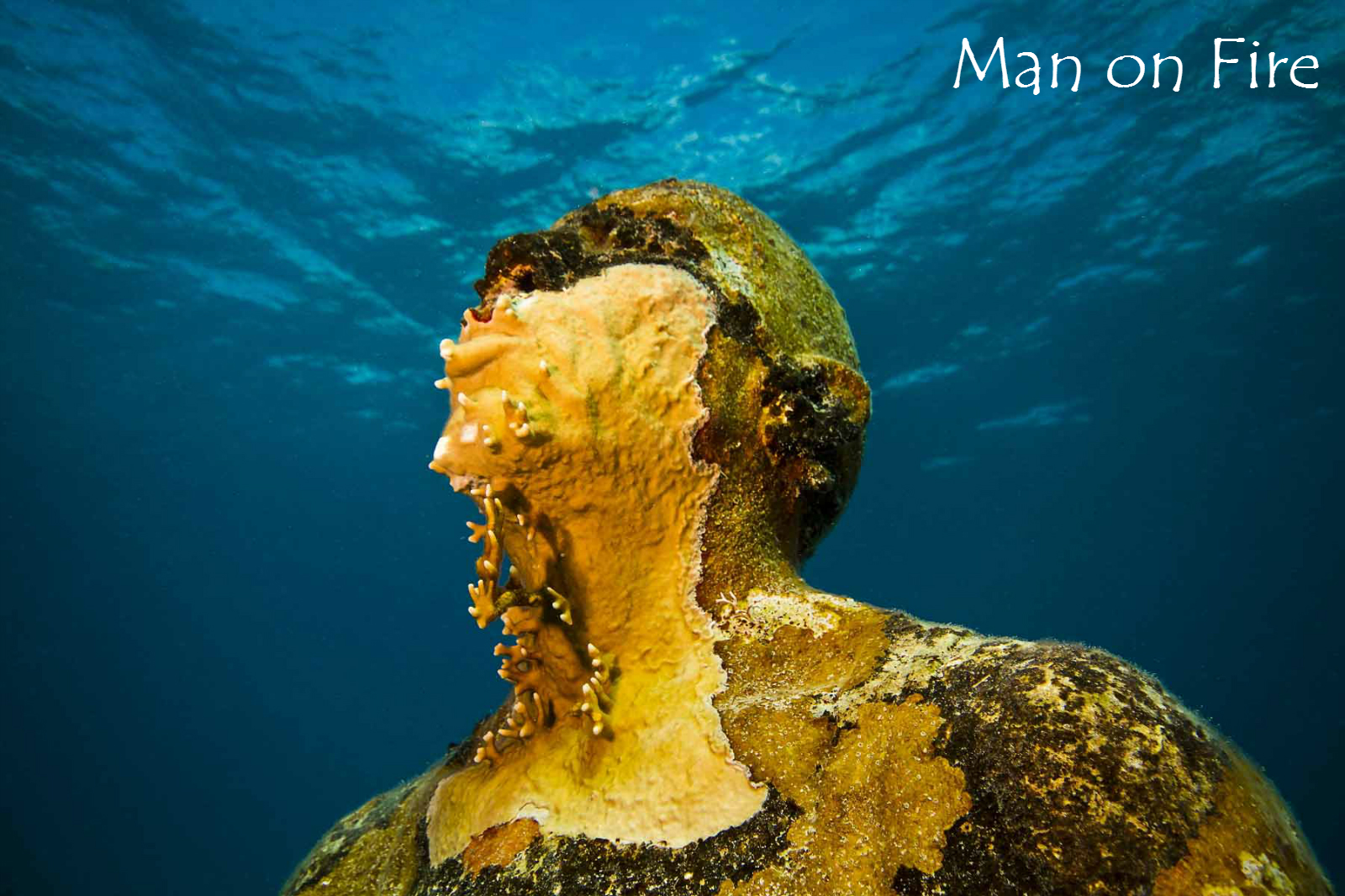 bay, man on fire, dream collector, el bacab, antropocene, beetle