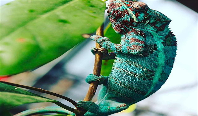 沙漠之地的热带雨林——绿色星球景点门票(动植物天堂 官方合作扫