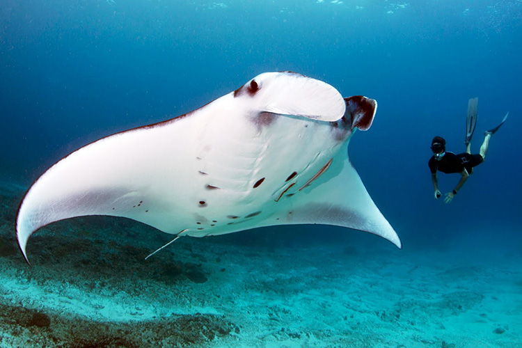 夏威夷大岛出海潜水夜游观野生魔鬼鱼(浮潜/深潜可选 氧气瓶)