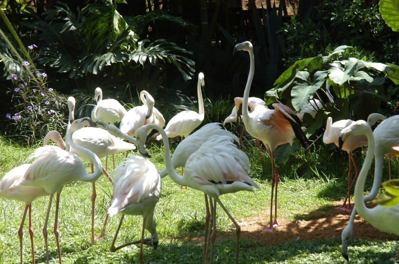 海南海口热带野生动植物园门票亲子游出行短信取票提前1小时预定