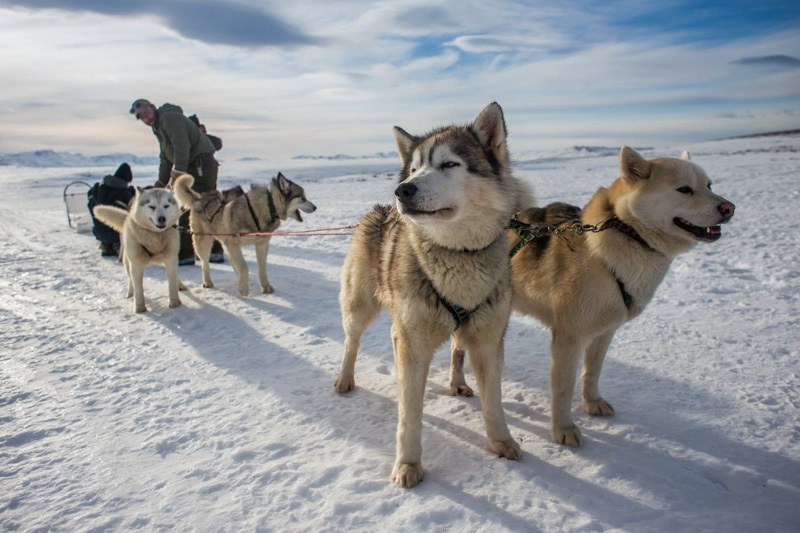 黄刀镇/冰面狗拉雪橇体验之旅(15 分钟冰面奔跑/无训狗师跟随/含接送)